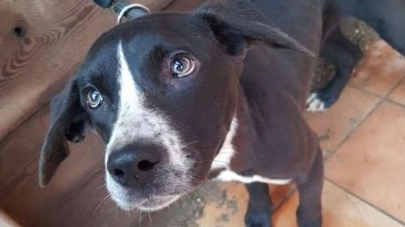 El nuevo contrato de recogida de animales abandonados incluye como novedad el método CES y realizar campañas de adopción